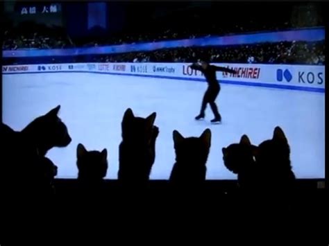 貓 滑冰